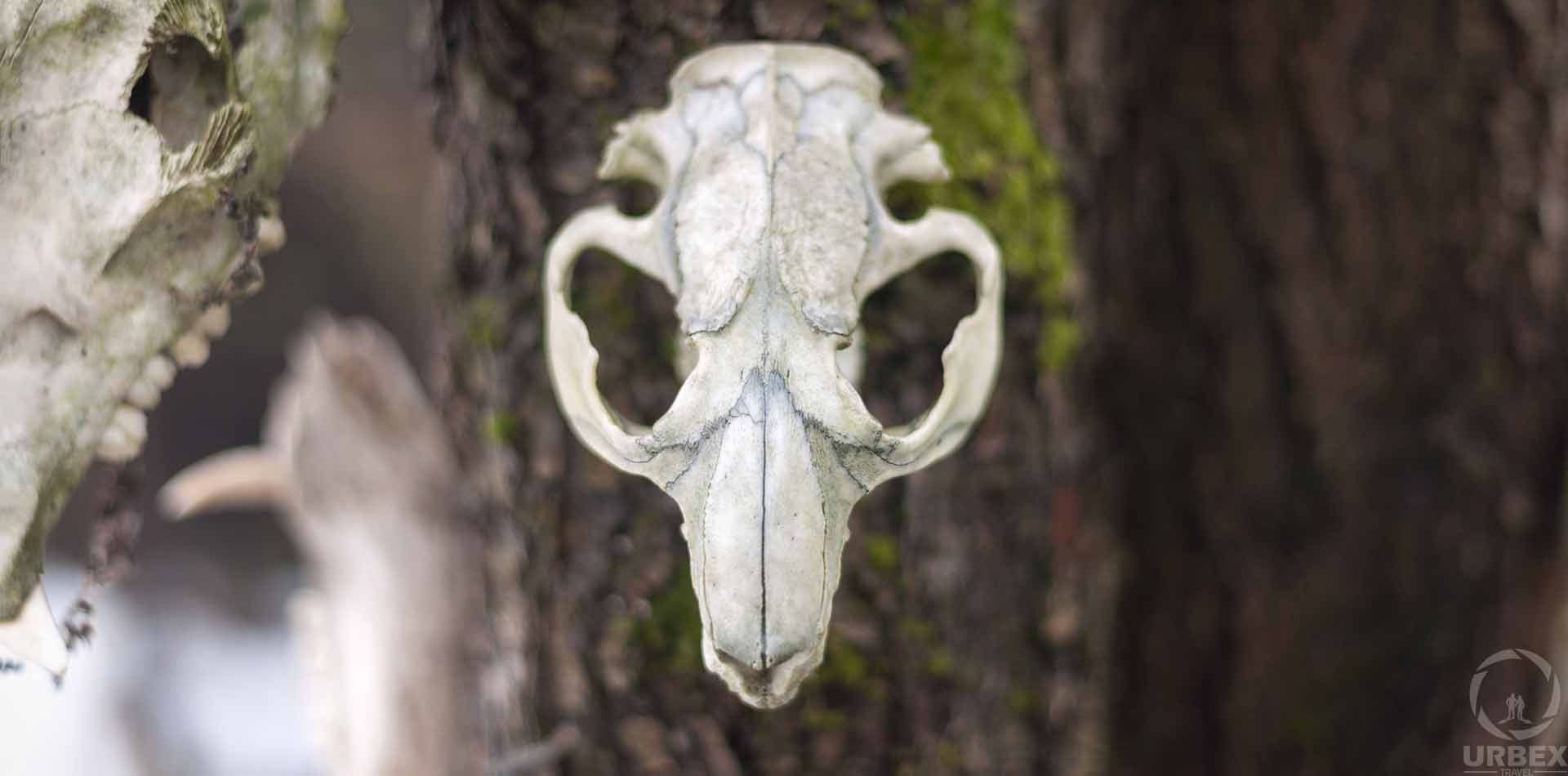 Abandoned animal totem in the forest