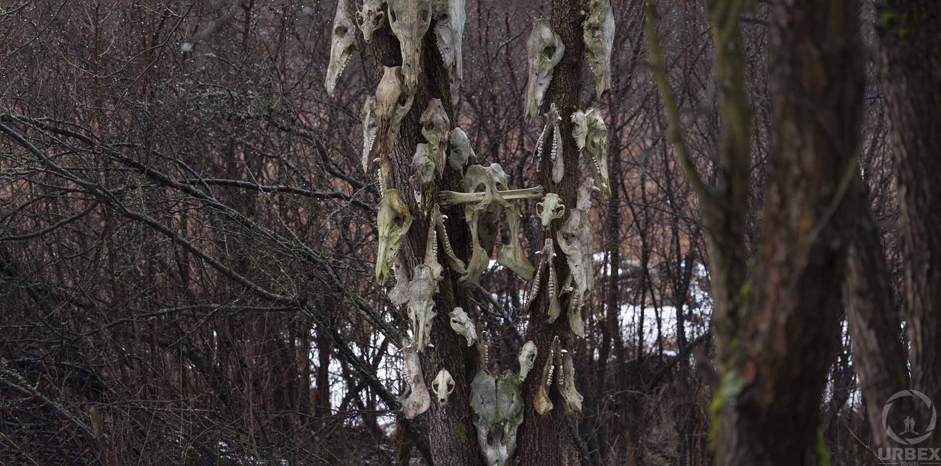 Abandoned animal totem in the forest