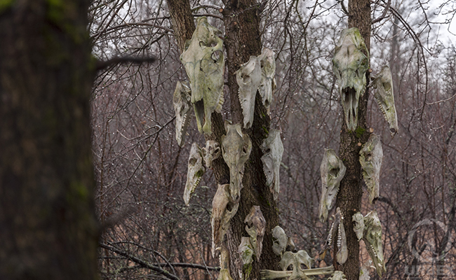 Skull Totem In Poland | Check The Photos | Urbex Travel